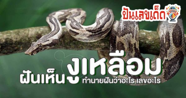 ฝันเกี่ยวกับงู ฝันเห็นงูเหลือมตัวใหญ่ ฝันว่างูเหลือมรัด ทำนายฝันว่าอะไร เลขโชคลาภเลขอะไร