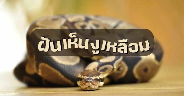 ฝันเห็นงูเหลือมตัวใหญ่-1ไDream of seeing a large python"