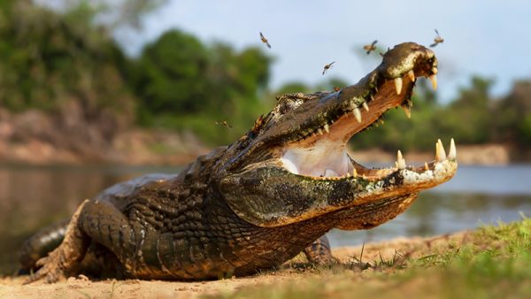 ฝันเห็นจระเข้แต่ไม่โดนกัด-''Dreamed of seeing a crocodile and won the lottery''