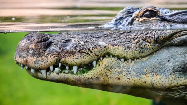 ฝันเห็นจระเข้แต่ไม่โดนกัด เลขเด็ด-''Dreamed of seeing a crocodile but didn't get bitten Lucky numbe''