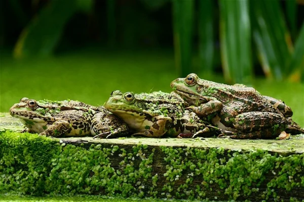ฝันเห็นกบ 1 ตัว-"Dream of seeing a frog"