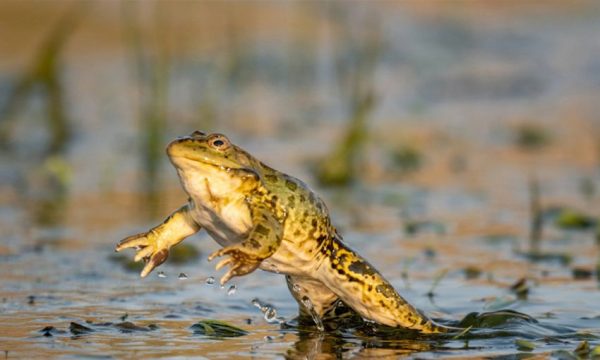 ฝันเห็นกบตัวใหญ่ เลขเด็ด-"Dreaming of seeing a big frog, lucky numbers"