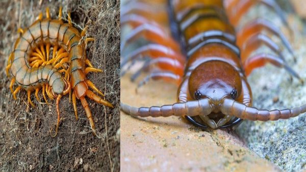 ฝันเห็นตะขาบตัวใหญ่สีแดง เลขเด็ด-''Dreaming of seeing a large red centipede lucky numbers''