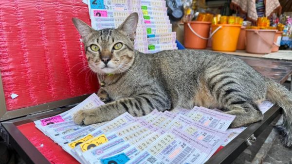 น้องแมว เขี่ยเลขเด็ด-"Little cat draws lucky numbers."