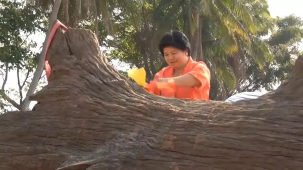 แห่ขอโชคต้นตะเคียน -"Procession to ask for luck at the Takhian tree"