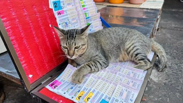 หวยแม๊ว แม๊ว แม๊ว-"Meow Meow Meow Lottery"