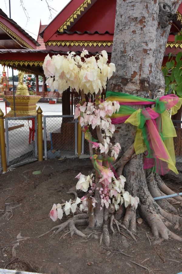 หวยเลขต้นโพธิ์-"Bodhi tree lottery numbers"