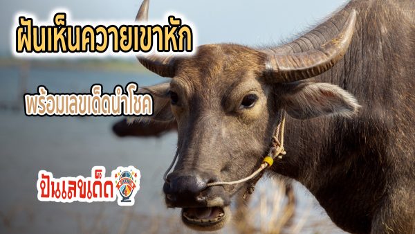 ฝันเห็นควายเขาหัก ทำนายความฝัน ฝันเห็นควาย มีคำทำนายว่าอะไร พร้อมเลขเด็ดให้โชค คอหวยห้ามพลาด !!!