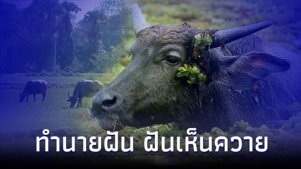 ฝันเห็นควายชนกัน สอง ตัว -"Dream of seeing two buffaloes collide"