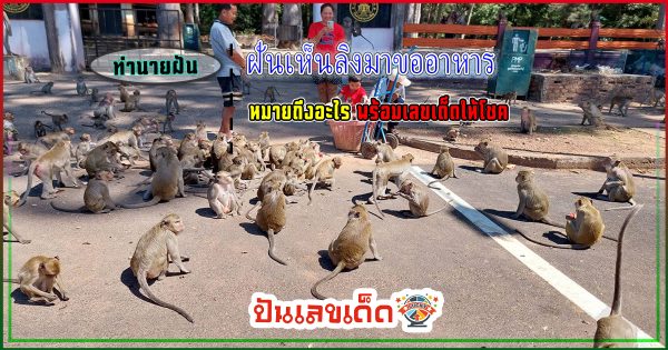ฝันเห็นลิงมาขออาหาร ซึ่งหากคุณฝันเห็นสิ่งเหล่านั้น จะดีหรือร้าย วันนี้เราจะพาทุกท่านไปดูคำทำนายความฝัน พร้อมตีเลขเด็ดแม่นๆ