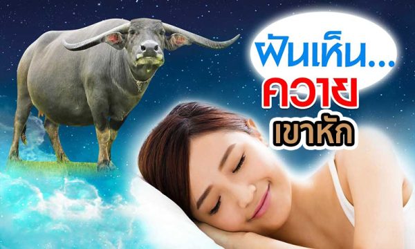 ฝันเห็นควายเขาหัก -"Dream of seeing a buffalo with broken horns"