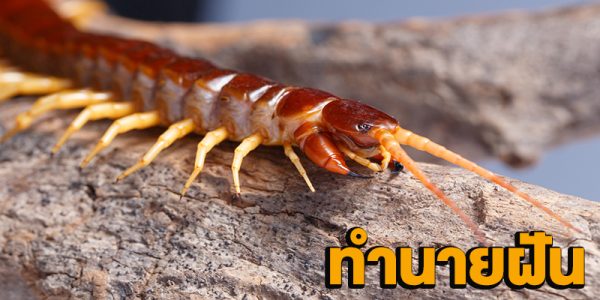 ฝันว่าตะขาบไต่ตัวแต่ไม่กัด-"Dreamed of a centipede climbing but not biting."