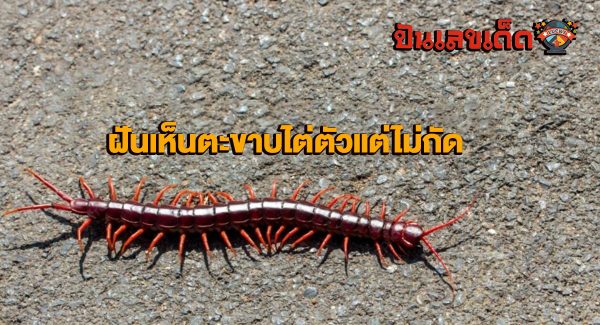 ฝันว่าตะขาบไต่ตัวแต่ไม่กัด เลขเด็ด เลขมงคล ทำนายฝัน พร้อมบอกความหมาย