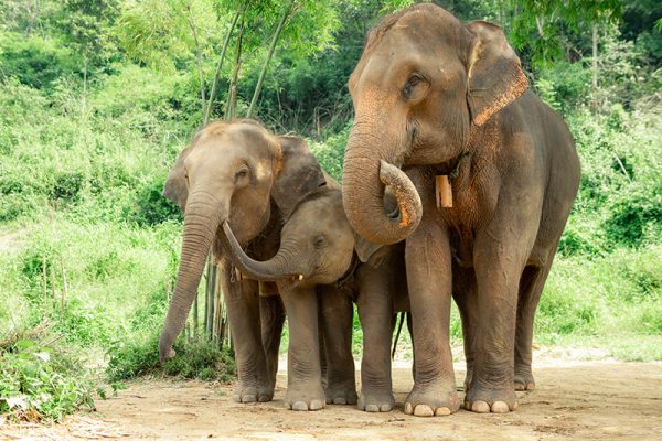 ฝันเห็นช้าง 3 ตัว-"Dream of seeing 3 elephants"