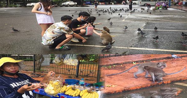 ฝันเห็นลิงมาขออาหาร - "Dreamed of seeing a monkey - come and beg for food."