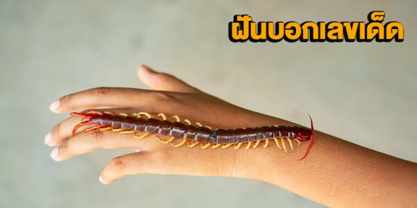 ฝันเห็นตะขาบหลายตัว-"Dreamed of seeing many centipedes"