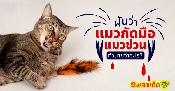 ฝันว่าแมวกัดมือ เปิดตำราทำทาย ฝันว่า ‘แมวกัดมือ’ เลขเด็ด ตีหวย โชคลาภ พร้อมบอกความหมาย