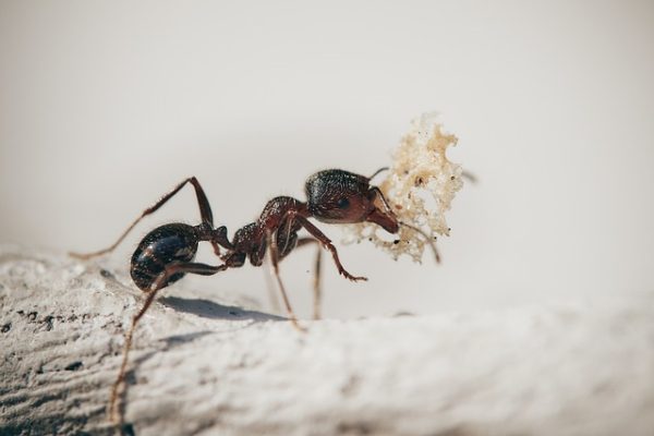 ฝันว่ามดขึ้นบ้าน - " Dreamed that ants were in the house"