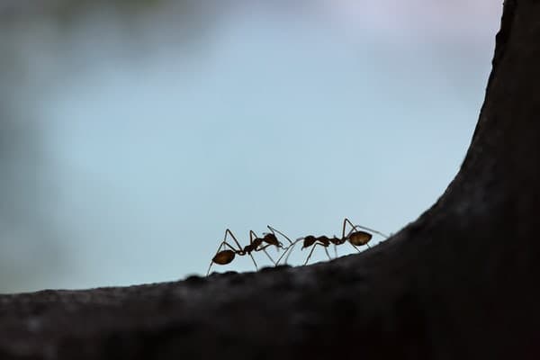 ฝันว่ามดขึ้นบ้าน เลขเด็ด - "Dreaming of ants entering the house, lucky numbers"