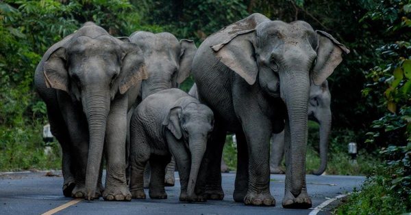 ฝันเห็นช้าง ถูกหวย-"Dreaming of seeing an elephant, winning the lottery"