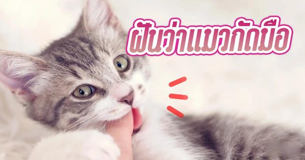ฝันว่าแมวกัดมือ pantip-"Dreaming that a cat bites your hand pantip"
