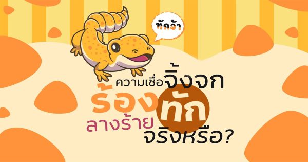 จิ้งจกร้องทัก เลขเด็ด-"Lizard greets lucky number"