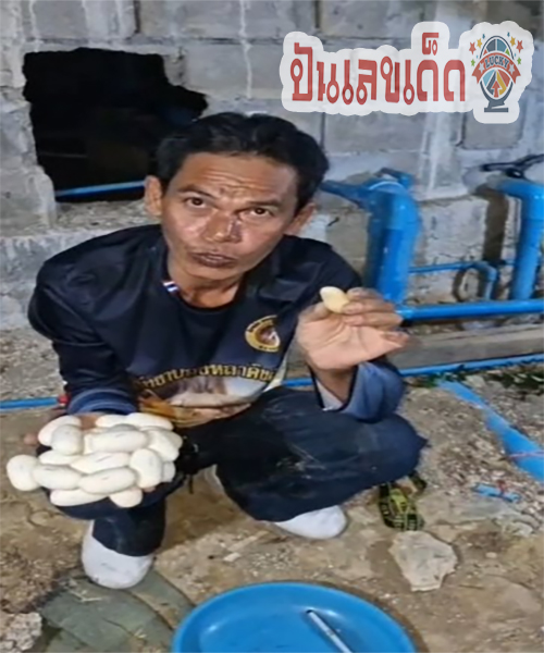 ไข่งูเห่า-"Cobra Egg"
