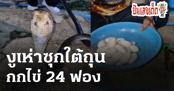 คอหวยแห่ตามส่อง เลข งูเห่า นอนกกไข่ใต้ถุนบ้าน เชื่อมาให้โชค งวด 2 พฤษภาคม 2567