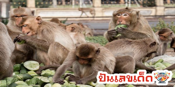 ฝันเห็นลิงมากอด-"Dream of seeing a monkey cuddling"