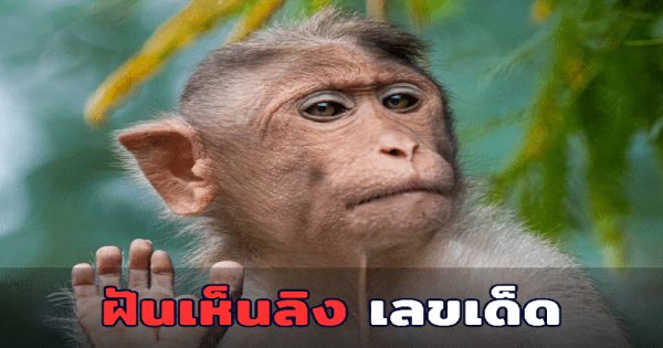 ฝันเห็นลิงกระโดดเกาะ-"Dream of seeing a monkey jumping on an island"
