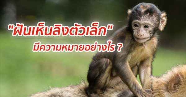 ฝันเห็นลิงตัวเล็ก-"Dream of seeing a small monkey"