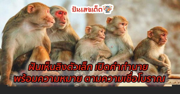 ฝันเห็นลิงตัวเล็ก เปิดคำทำนาย พร้อมความหมาย ตามความเชื่อโบราณ ดูคำทำนาย แม่น ๆ ได้ที่นี่ punlekded