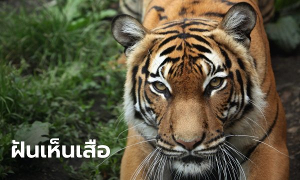 ฝันเห็นเสือกัด-"Dream of seeing a tiger bite"