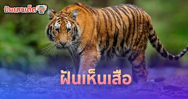 ฝันเห็นเสือ ทำนายว่าอย่างไร? พร้อมตีเลขเด็ด ตามความฝัน ดูคำทำนาย แม่น ๆ ได้ที่นี่ ปันเลขเด็ด