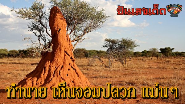 ฝันเห็นจอมปลวก-"Dream of seeing an anthill"