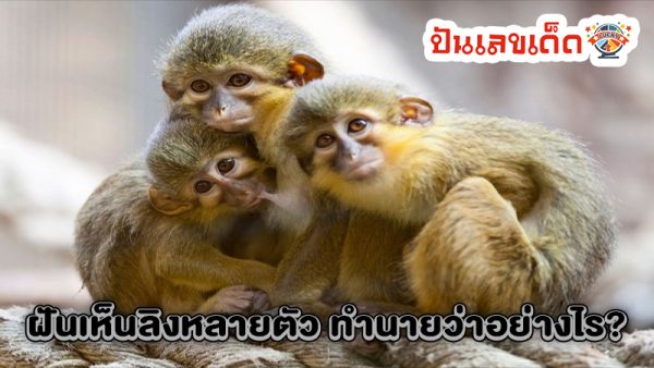ฝันเห็นลิงหลายตัว-"Dream of seeing many monkeys"
