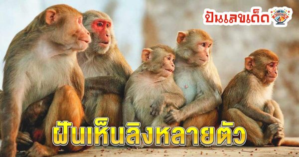 ฝันเห็นลิงหลายตัว ทำนายว่าอย่างไร? พร้อมตีเลขเด็ด ตามความฝัน ดูคำทำนาย แม่น ๆ ได้ที่นี่ punlekded