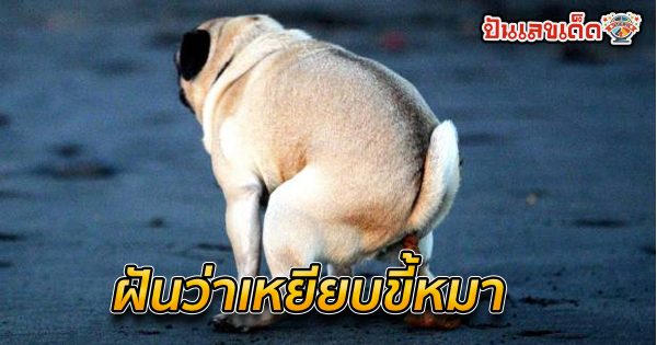 ฝันว่าเหยียบขี้หมา ทำนายความฝัน มีลางร้ายหรืออย่างไร พร้อมเลขเด็ดนำโชค เกี่ยวกับฝันมีอะไรบ้าง มาดูกันเลย