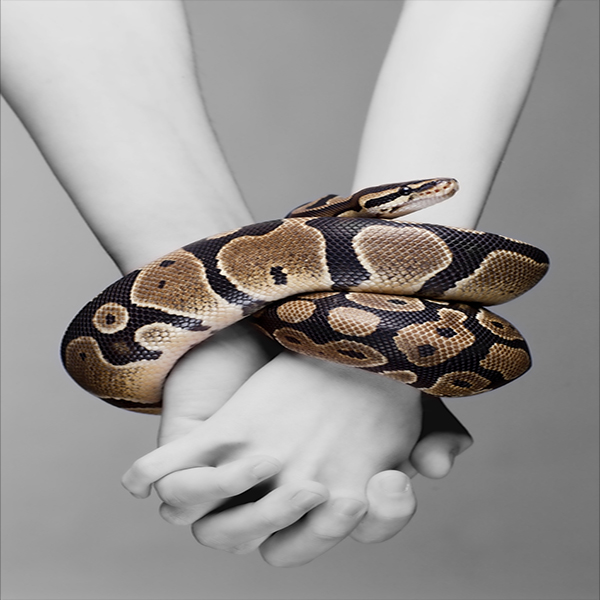 ฝันว่างูใหญ่รัดตัว-"Dreaming of a big snake corseting you."