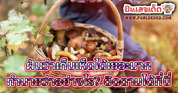 ฝันว่าได้เก็บเห็ดเยอะมาก ทำนายว่าอย่างไร? พร้อมตีเลขเด็ด ตามความฝัน ดูคำทำนาย แม่น ๆ ได้ที่นี่ ปันเลขเด็ด