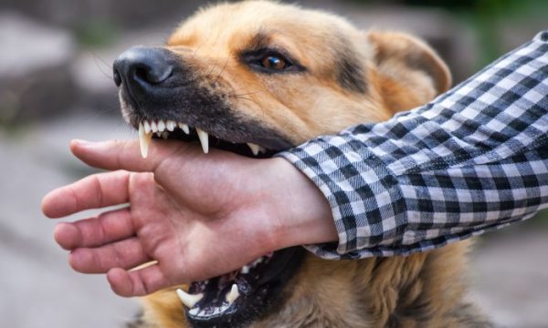 ฝันว่าสุนัขกัดนิ้วมือซ้าย - "Dreamed that a dog bit the finger of the left hand"