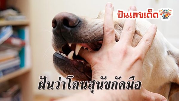 ฝันว่าโดนสุนัขกัดมือ ทำนายฝันดวงชะตา ชี้เลขเด็ดรางวัลใหญ่ เช็กความฝันกับเราได้ที่นี่