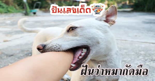 ฝันว่าโดนสุนัขกัดมือ-"Dreamed that a dog bit your hand"