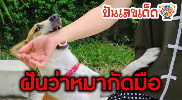 ทำนายฝันว่าหมากัดมือ หมาบ้ากัดมือ หมาบ้ากัดขา สื่อถึงอะไรได้บ้าง ความหมายและเลขนำโชค เช็คได้ที่นี่!! ได้ที่นี่