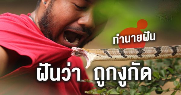 ฝันว่างูกัดแต่ไม่เป็นไร-"Dreamed that a snake bit you but it's okay."