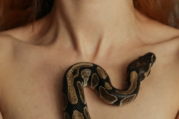 ฝันว่างูรัดเลขเด็ด-"Dreamed that a snake strangled a lucky number."