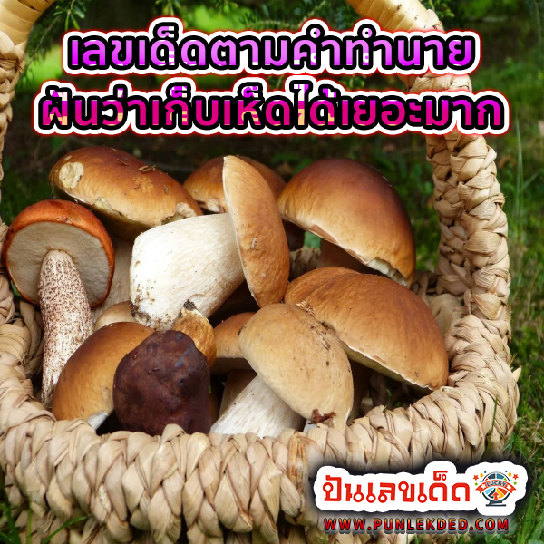 ฝันว่าเก็บเห็ดได้เยอะมาก เลขเด็ด -"Dreaming of picking a lot of mushrooms is a lucky number"