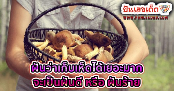 ฝันว่าได้เก็บเห็ดเยอะมาก - "Dreaming of picking mushrooms winning the lottery"