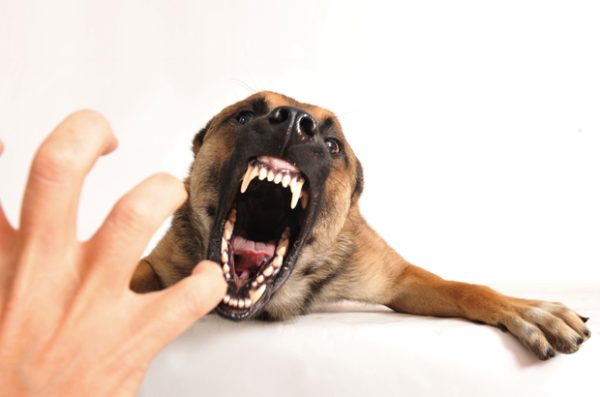 ฝันว่าหมากัดมือ - "Dreamed that a dog bit your hand"