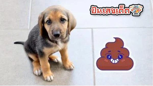 เหยียบขี้หมาโชคดีไหม-"Is it good luck to step on dog poop"